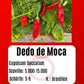 Dedo de Moca DER TOMATENFLÜSTERER