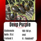 Deep Purple DER TOMATENFLÜSTERER