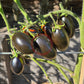 Deep Purple DER TOMATENFLÜSTERER