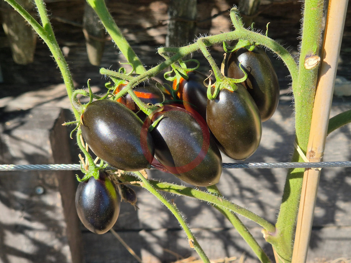 Deep Purple DER TOMATENFLÜSTERER