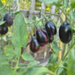 Deep Purple DER TOMATENFLÜSTERER
