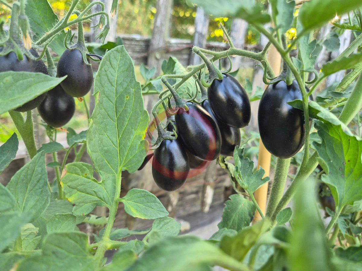Deep Purple DER TOMATENFLÜSTERER