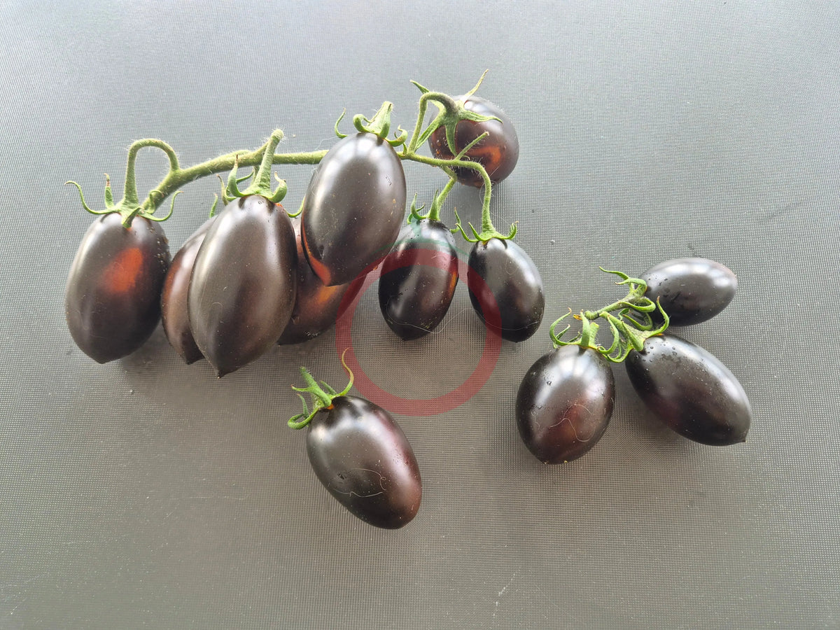 Deep Purple DER TOMATENFLÜSTERER