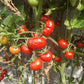Del Gato DER TOMATENFLÜSTERER