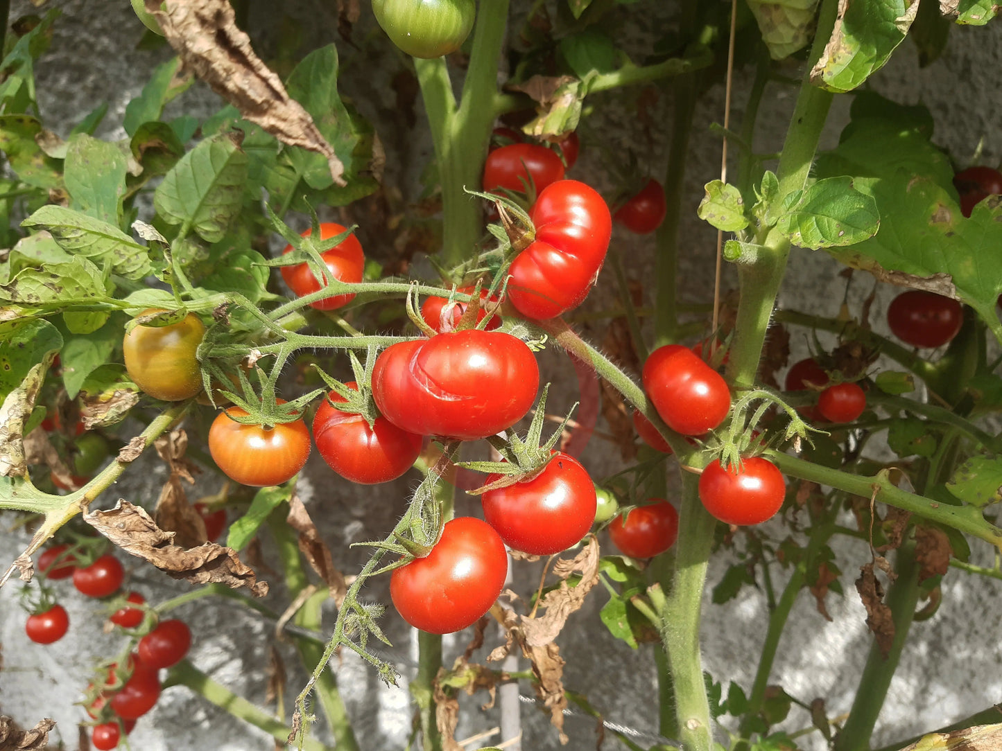 Del Gato DER TOMATENFLÜSTERER