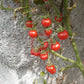Del Gato DER TOMATENFLÜSTERER