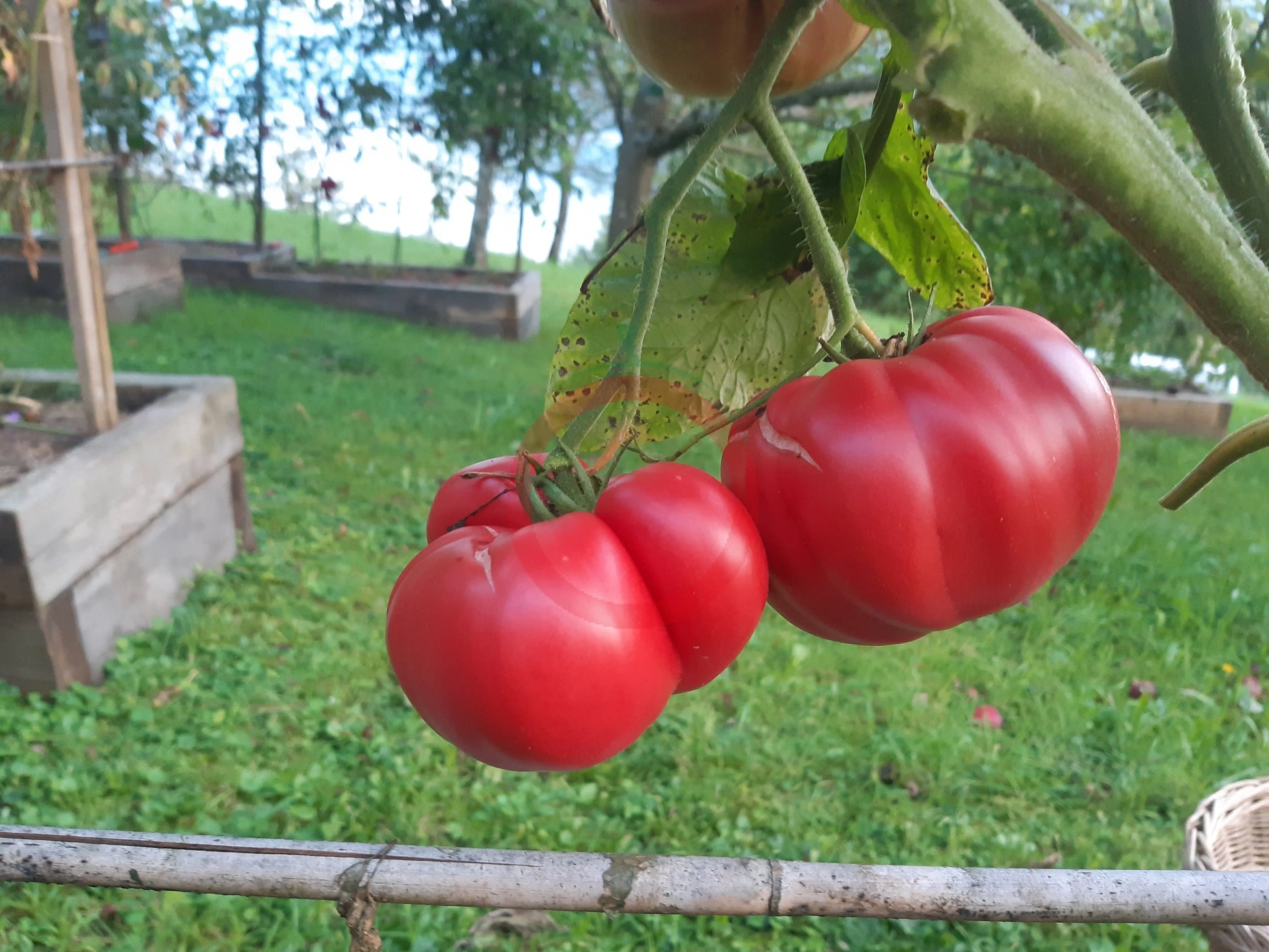 Depp´s Pink Firefly DER TOMATENFLÜSTERER