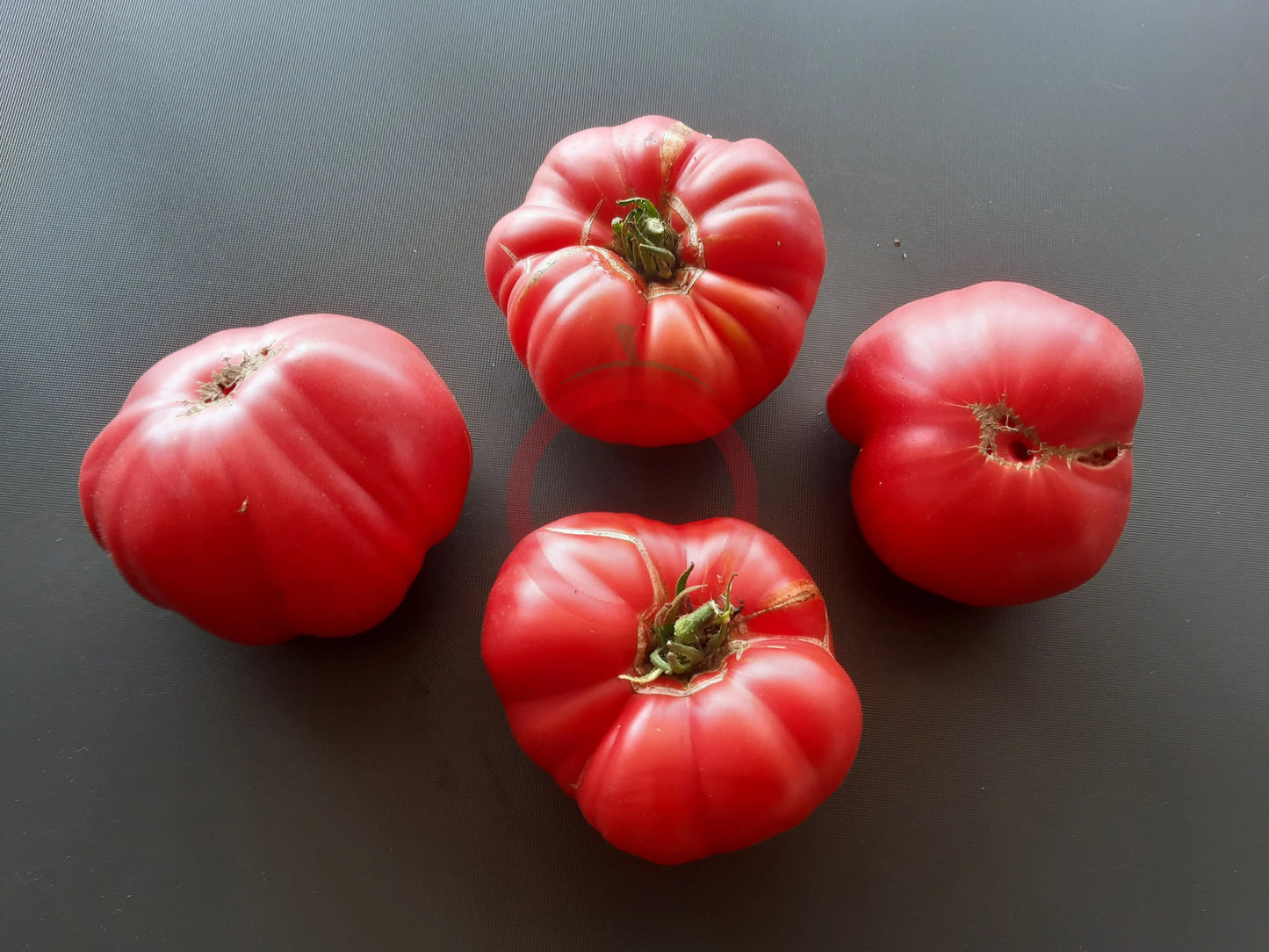 Depp´s Pink Firefly DER TOMATENFLÜSTERER