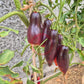 Derzkiy Baklazhan DER TOMATENFLÜSTERER