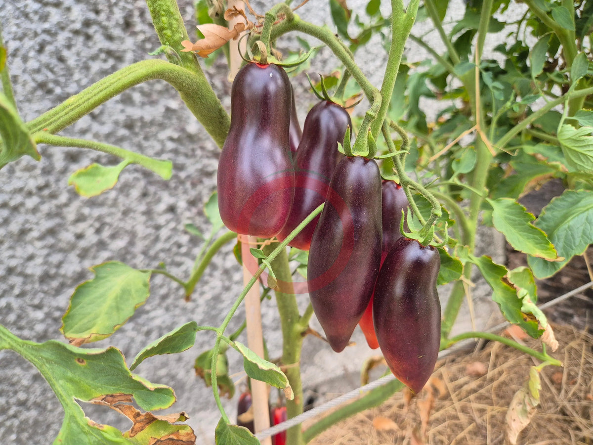 Derzkiy Baklazhan DER TOMATENFLÜSTERER