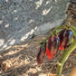 Derzkiy Baklazhan DER TOMATENFLÜSTERER