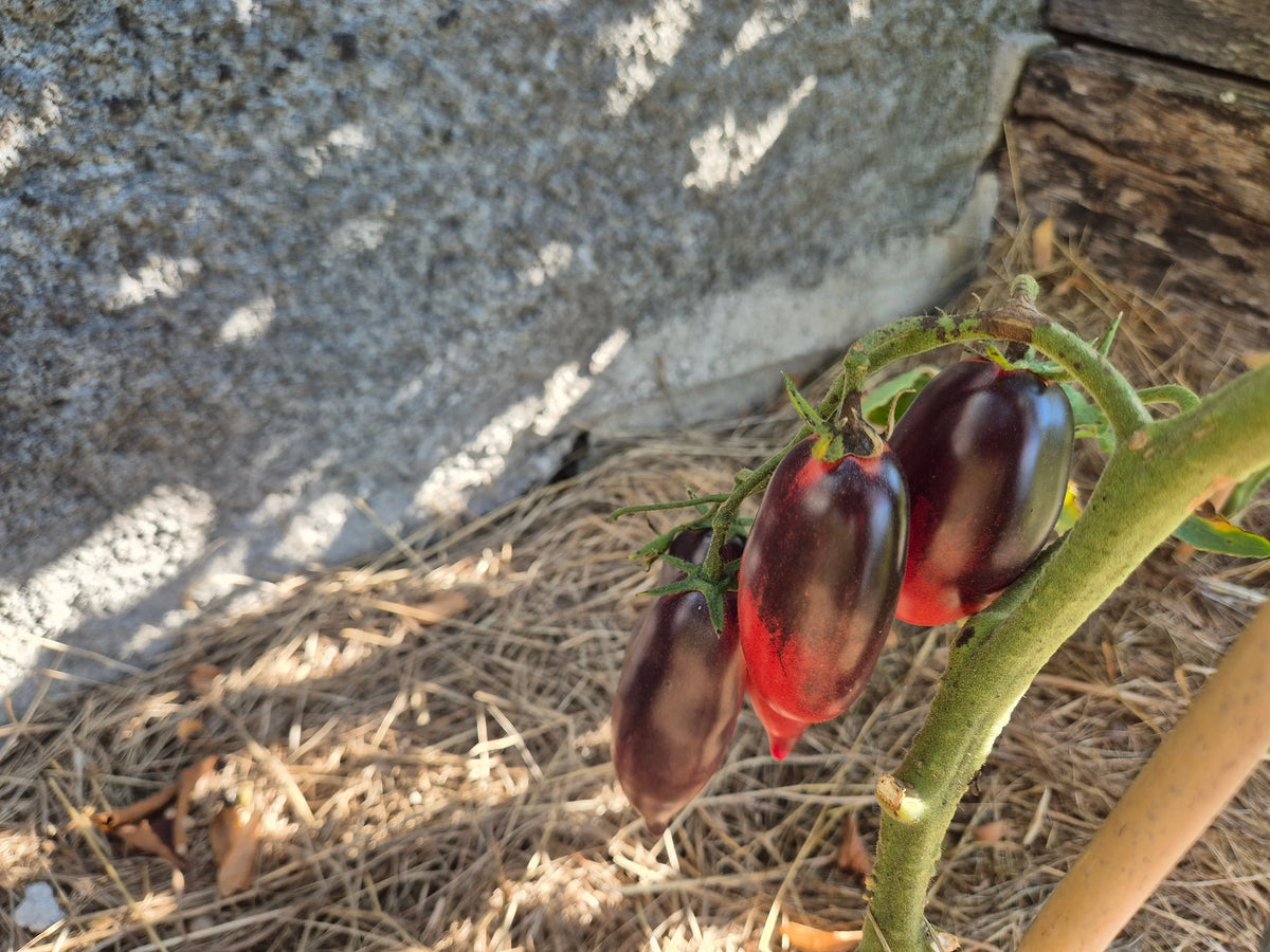 Derzkiy Baklazhan DER TOMATENFLÜSTERER