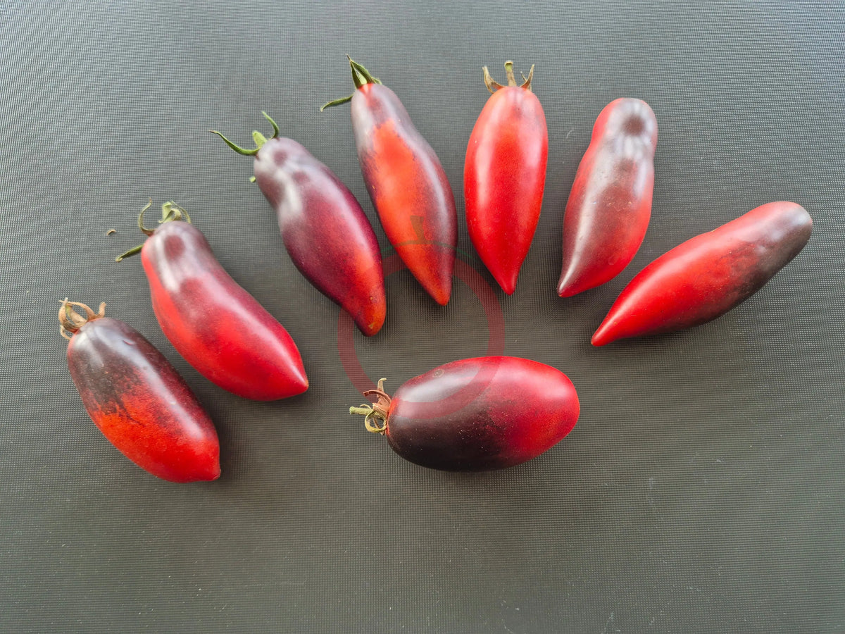 Derzkiy Baklazhan DER TOMATENFLÜSTERER