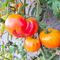 Desdemona´s Heart DER TOMATENFLÜSTERER