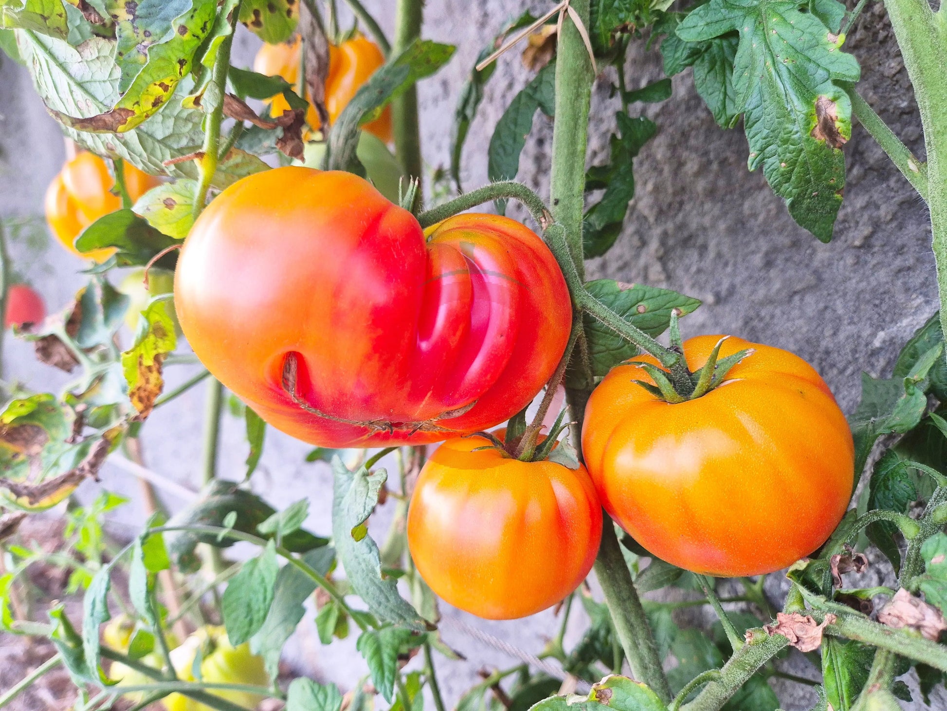 Desdemona´s Heart DER TOMATENFLÜSTERER