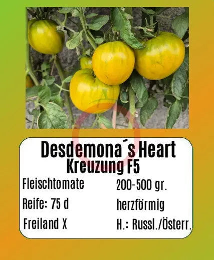 Desdemona´s Heart Kreuzung F5 DER TOMATENFLÜSTERER