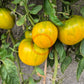 Desdemona´s Heart Kreuzung F5 DER TOMATENFLÜSTERER