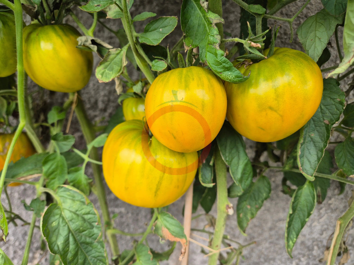 Desdemona´s Heart Kreuzung F5 DER TOMATENFLÜSTERER