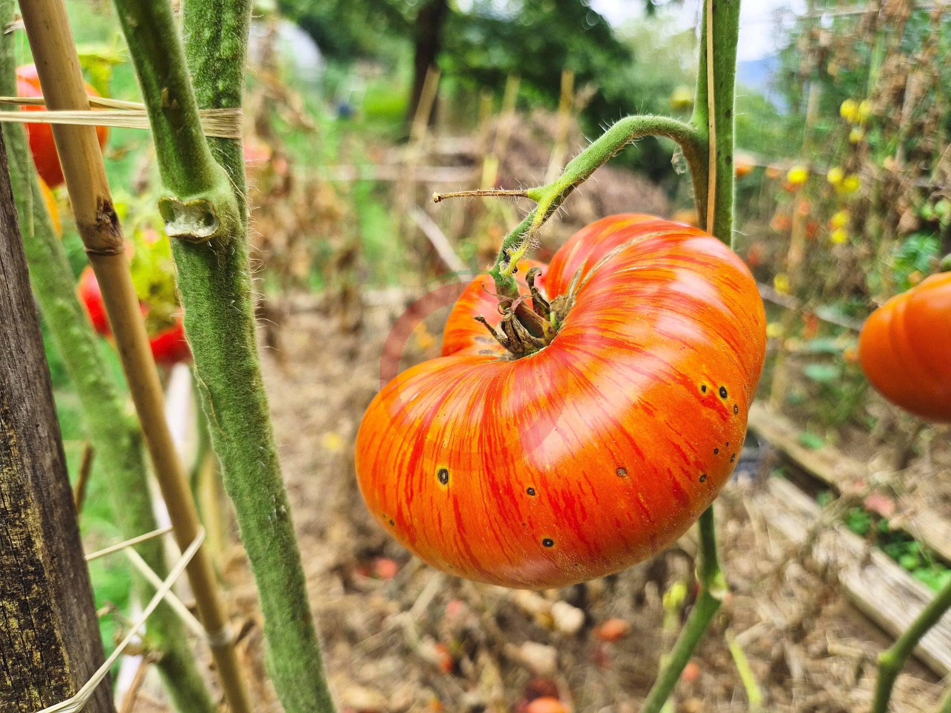 Diamond Legs DER TOMATENFLÜSTERER