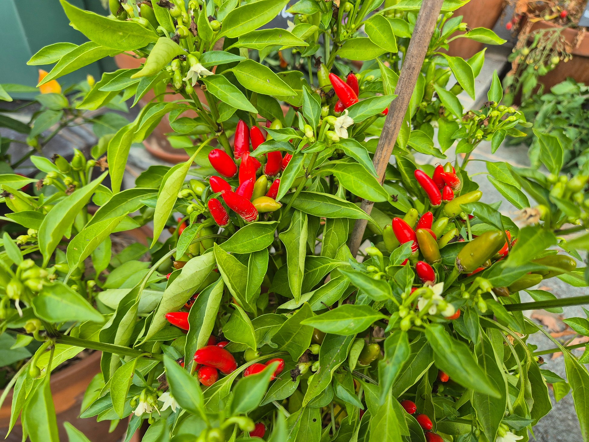 Diavolicchio Calabrese DER TOMATENFLÜSTERER