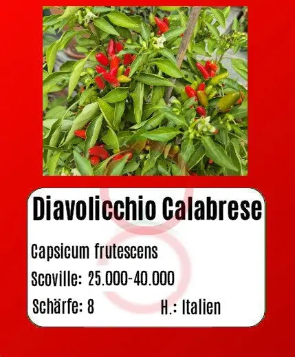 Diavolicchio Calabrese DER TOMATENFLÜSTERER