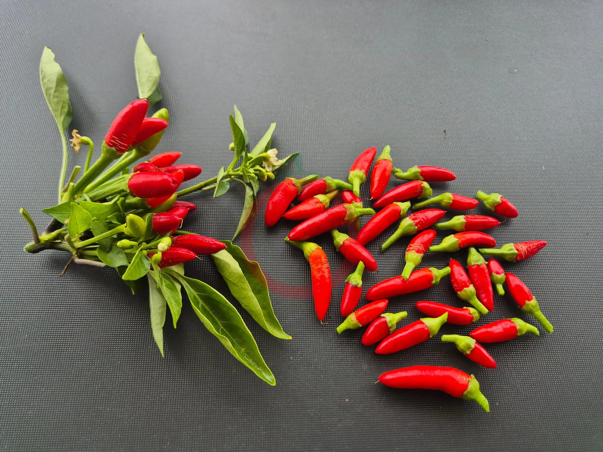 Diavolicchio Calabrese DER TOMATENFLÜSTERER