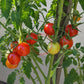 Dick´s Cherry DER TOMATENFLÜSTERER