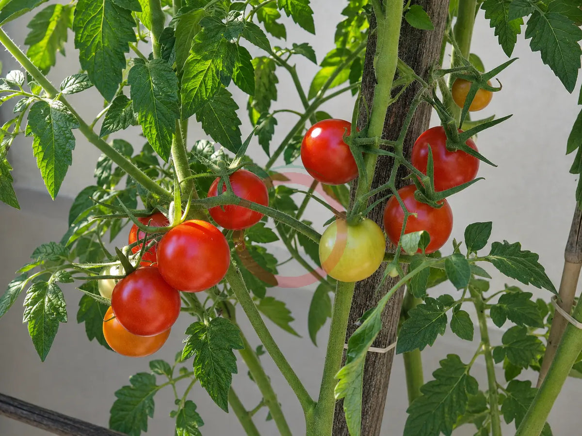 Dick´s Cherry DER TOMATENFLÜSTERER