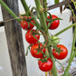 Dick´s Cherry DER TOMATENFLÜSTERER