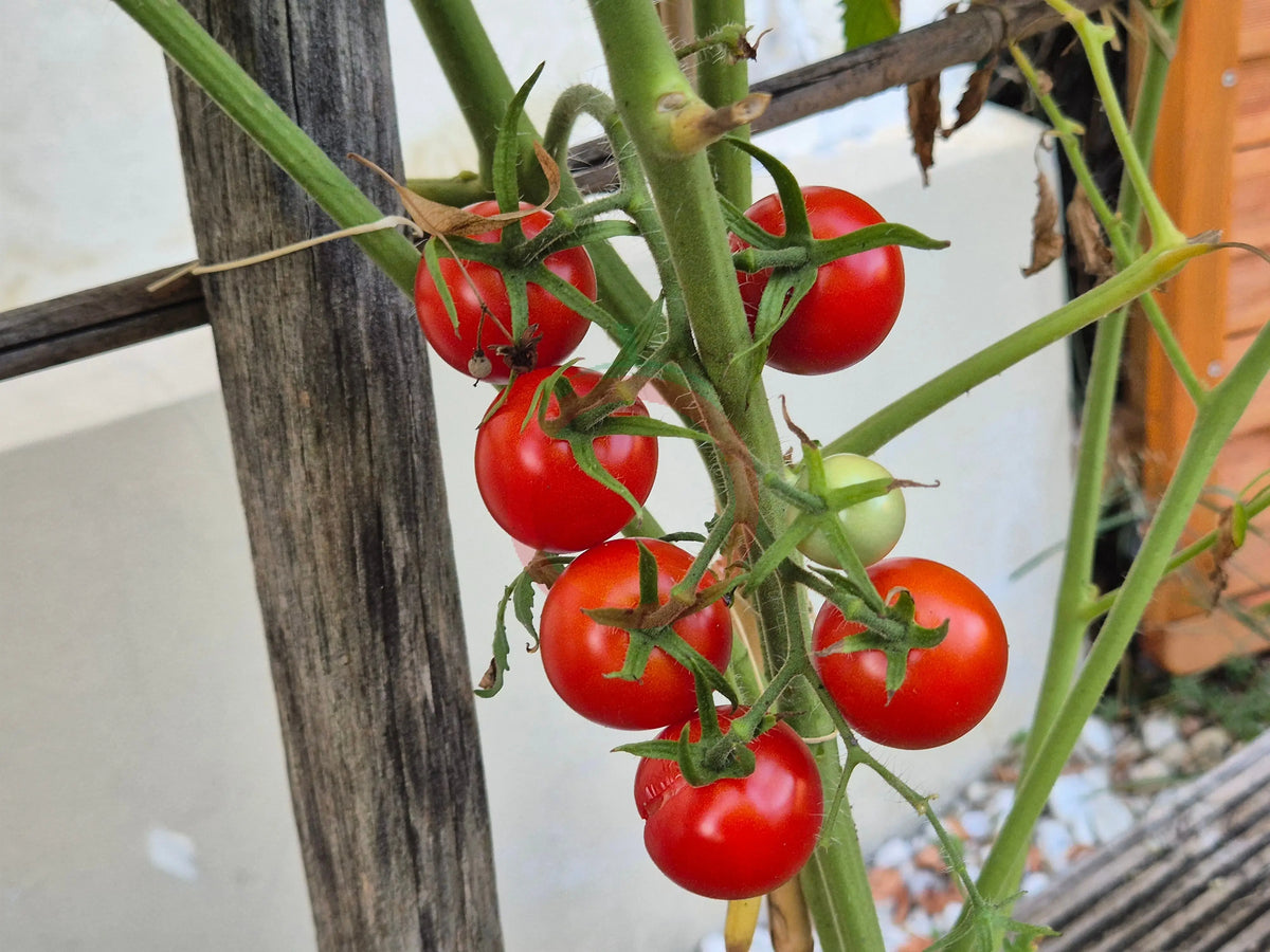 Dick´s Cherry DER TOMATENFLÜSTERER