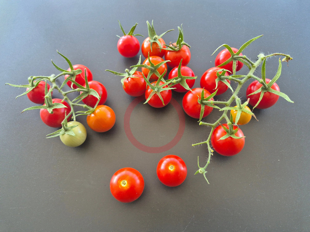 Dick´s Cherry DER TOMATENFLÜSTERER