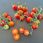Dick´s Cherry DER TOMATENFLÜSTERER
