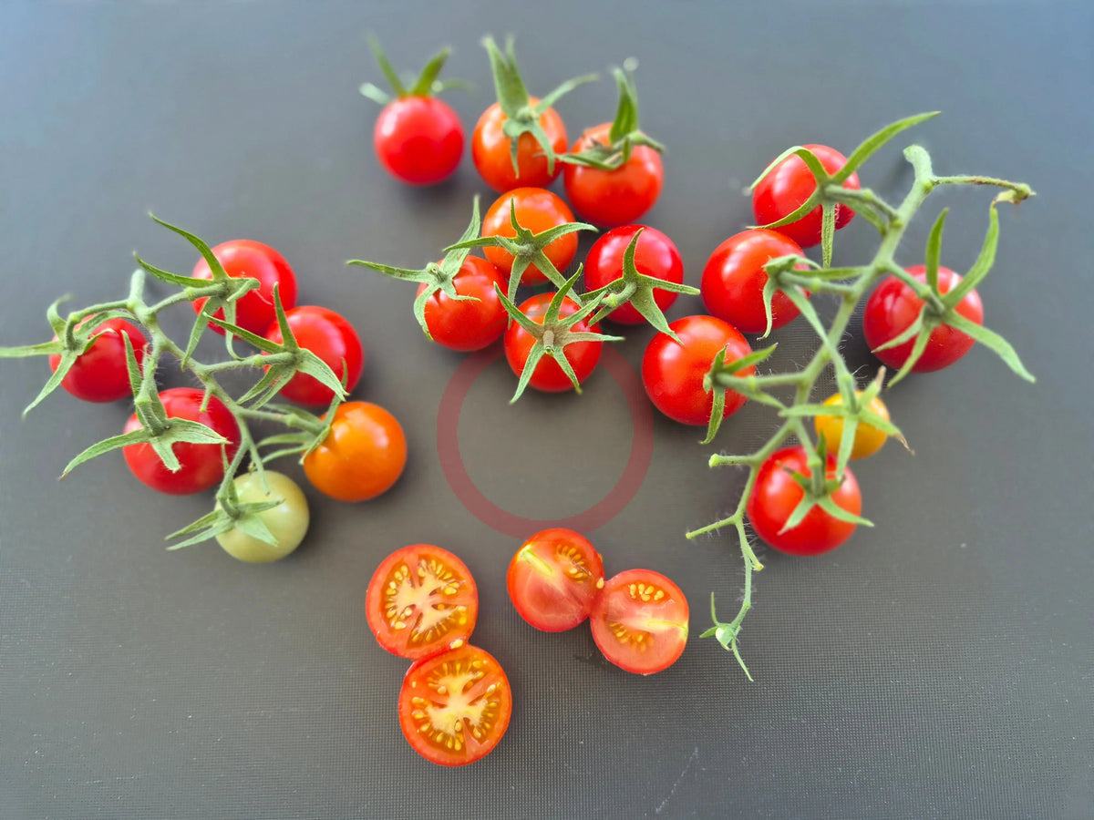 Dick´s Cherry DER TOMATENFLÜSTERER