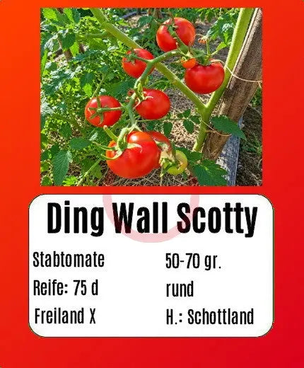 Ding Wall Scotty DER TOMATENFLÜSTERER