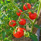 Ding Wall Scotty DER TOMATENFLÜSTERER