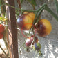 Dirty Curty Yellow DER TOMATENFLÜSTERER