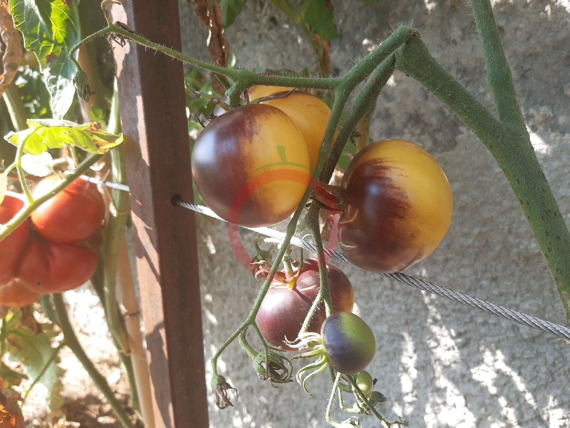 Dirty Curty Yellow DER TOMATENFLÜSTERER