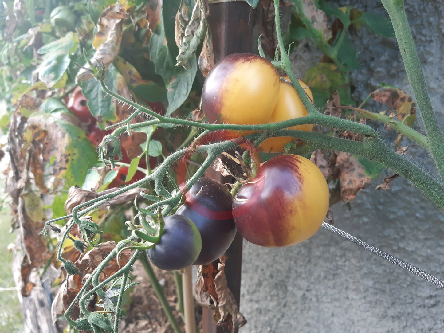 Dirty Curty Yellow DER TOMATENFLÜSTERER