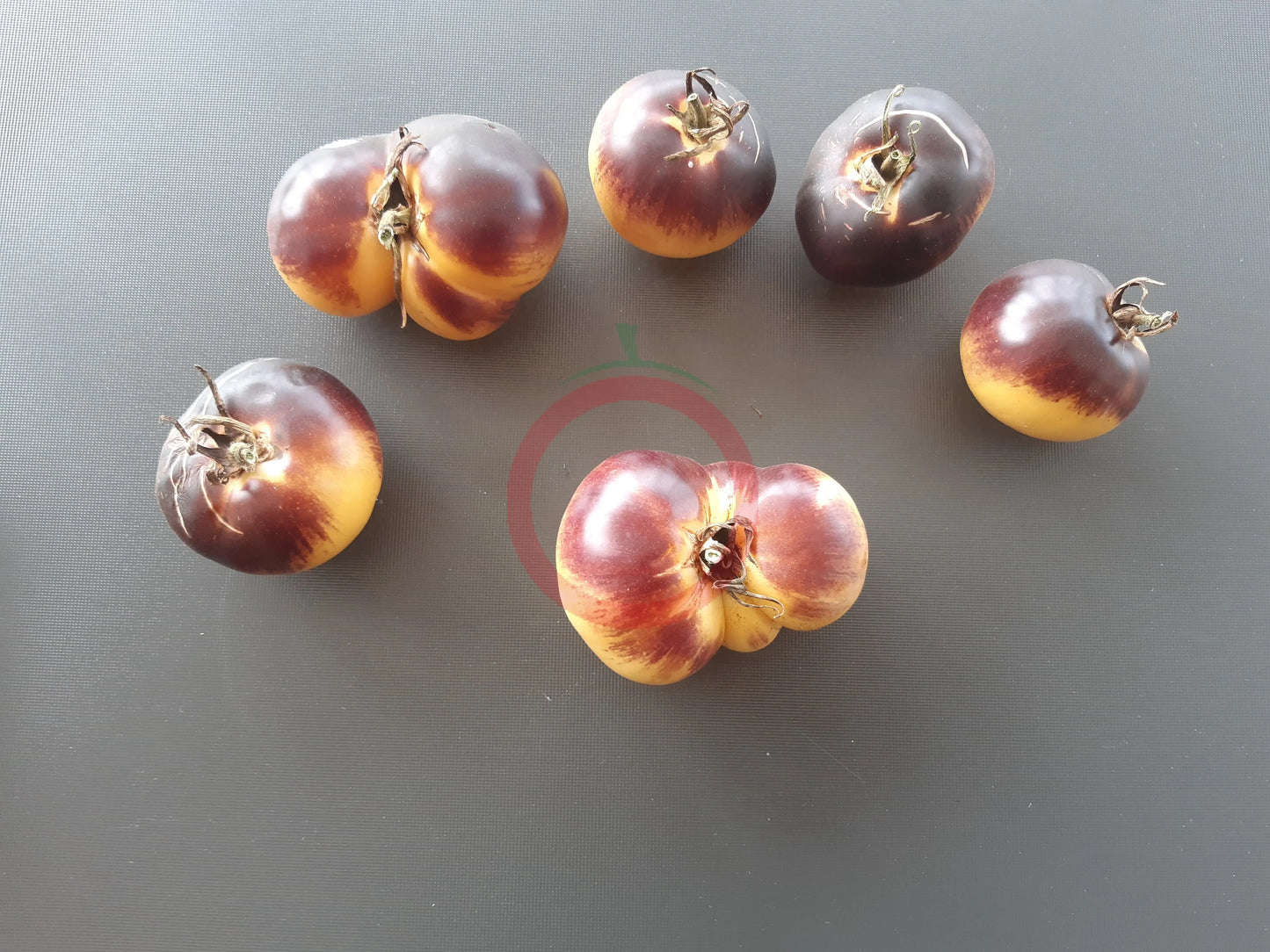 Dirty Curty Yellow DER TOMATENFLÜSTERER