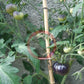 Dirty Curty Yellow DER TOMATENFLÜSTERER