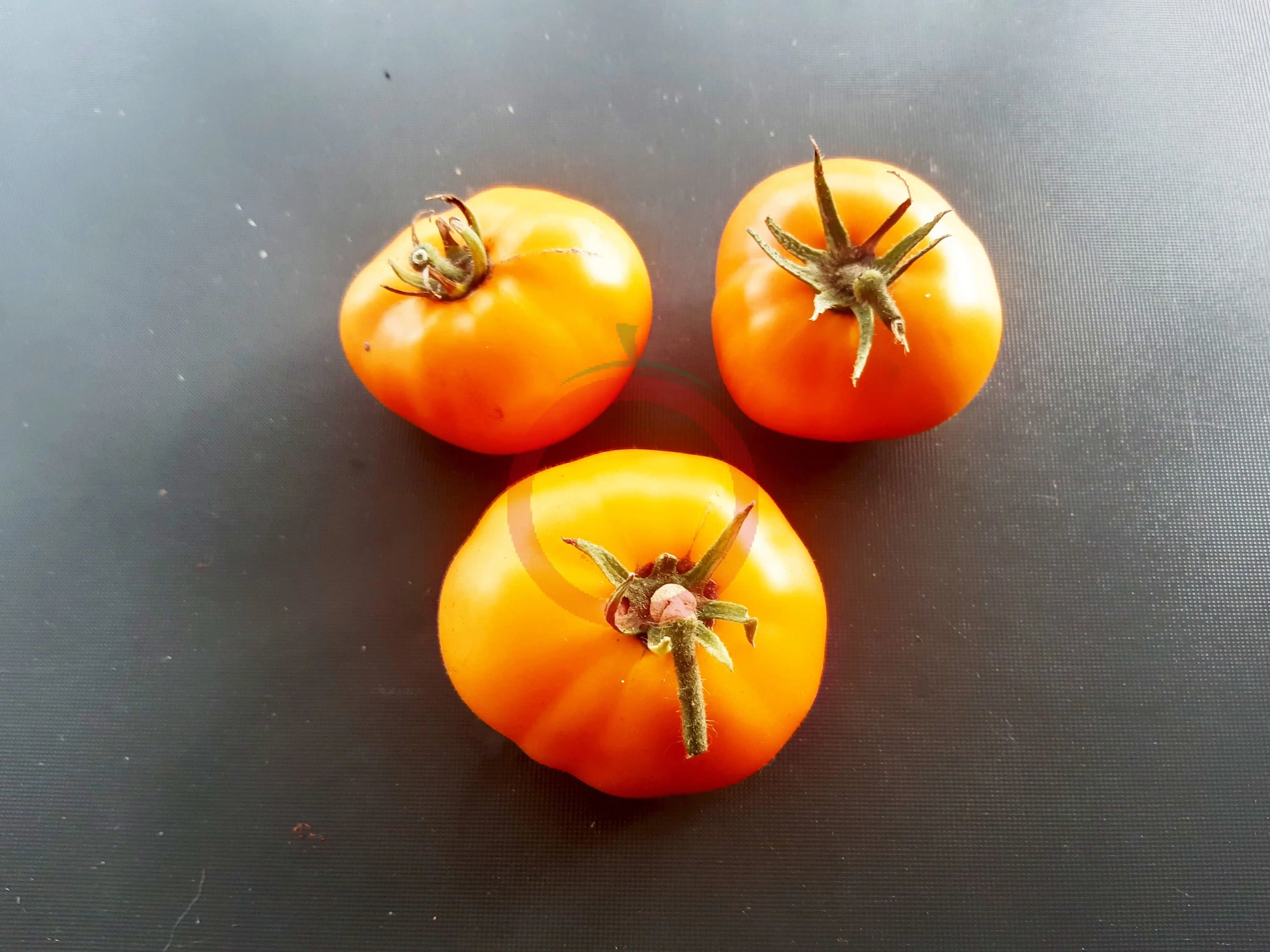 Dirty Little Chicken DER TOMATENFLÜSTERER