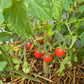 Ditmarsher DER TOMATENFLÜSTERER
