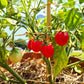 Ditmarsher DER TOMATENFLÜSTERER