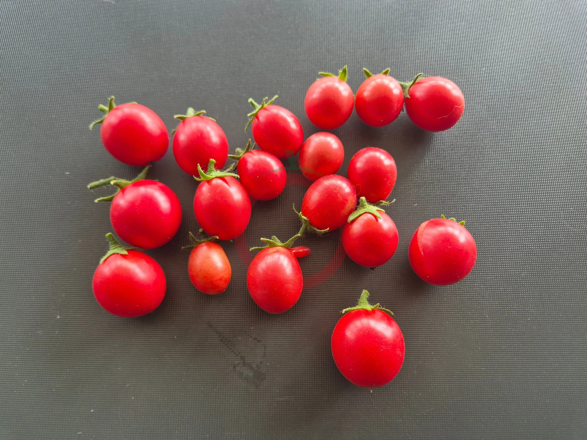 Ditmarsher DER TOMATENFLÜSTERER