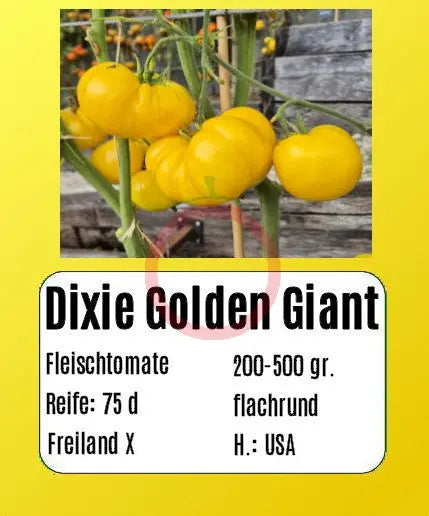 Dixie Golden Giant DER TOMATENFLÜSTERER