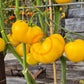 Dixie Golden Giant DER TOMATENFLÜSTERER