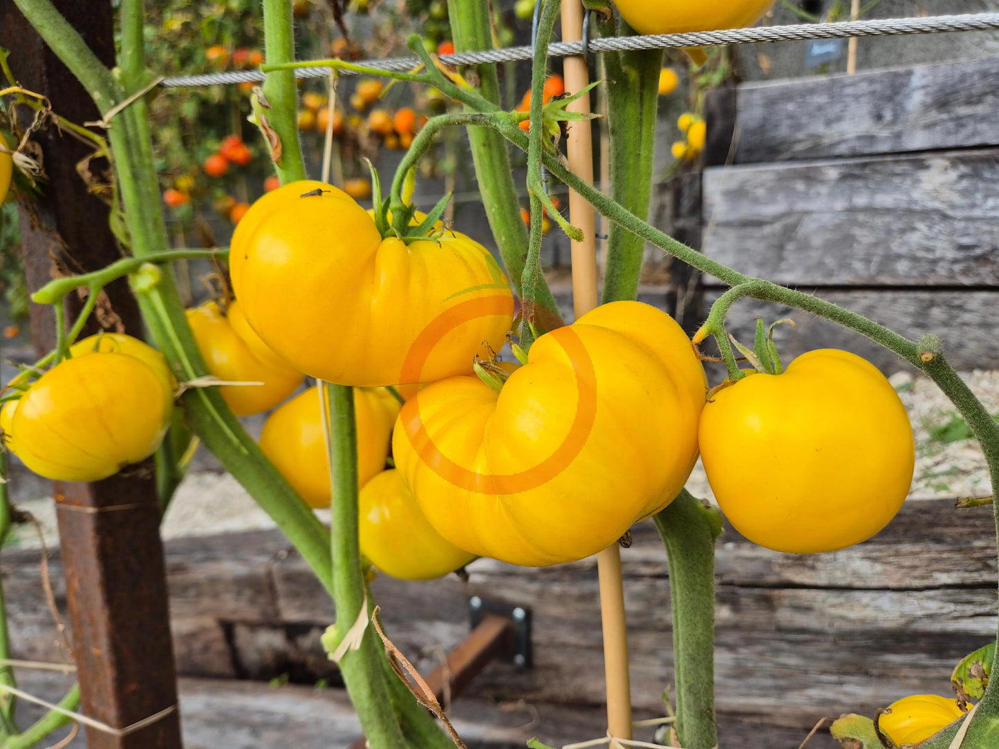 Dixie Golden Giant DER TOMATENFLÜSTERER