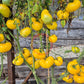 Dixie Golden Giant DER TOMATENFLÜSTERER