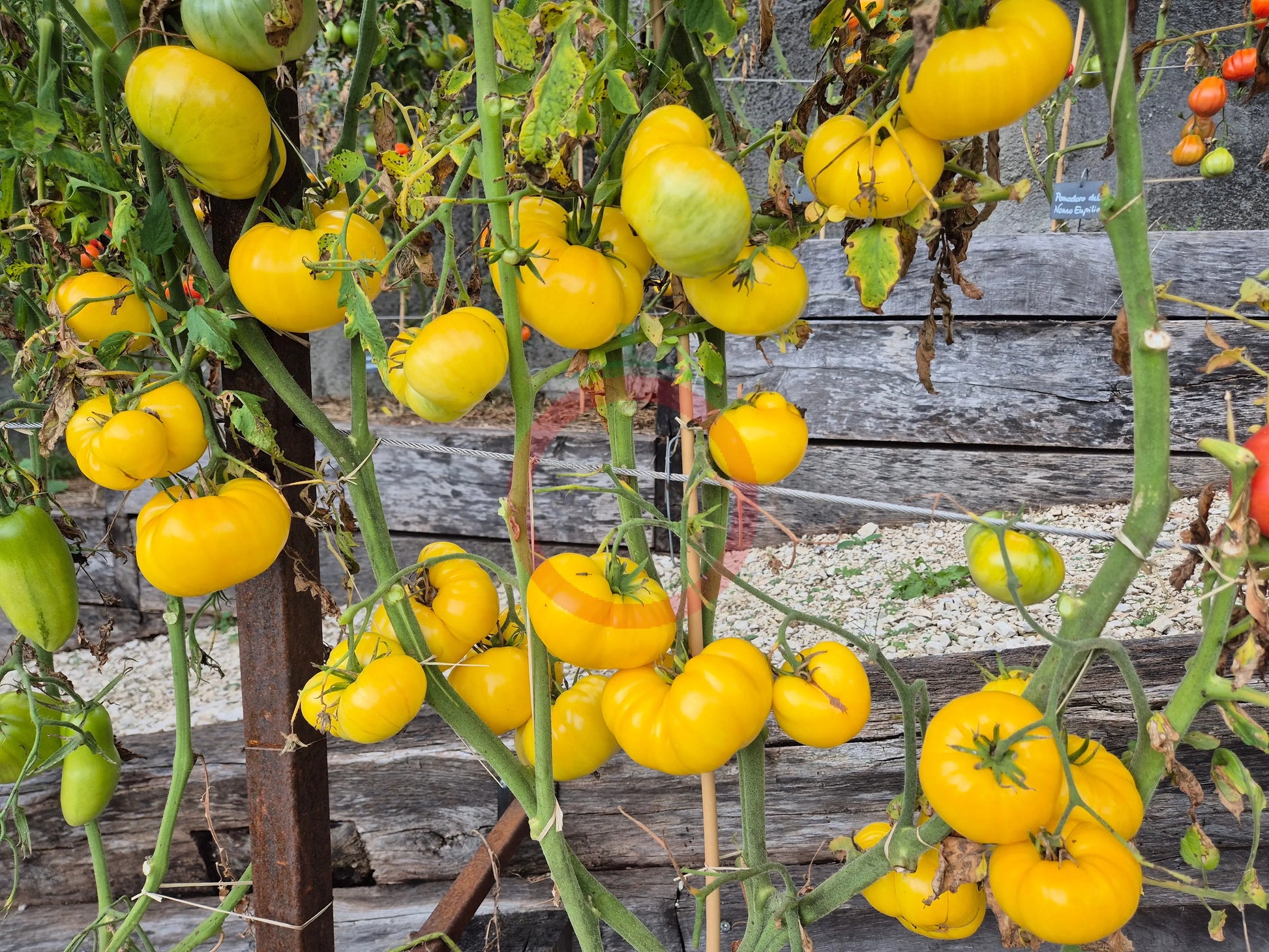 Dixie Golden Giant DER TOMATENFLÜSTERER