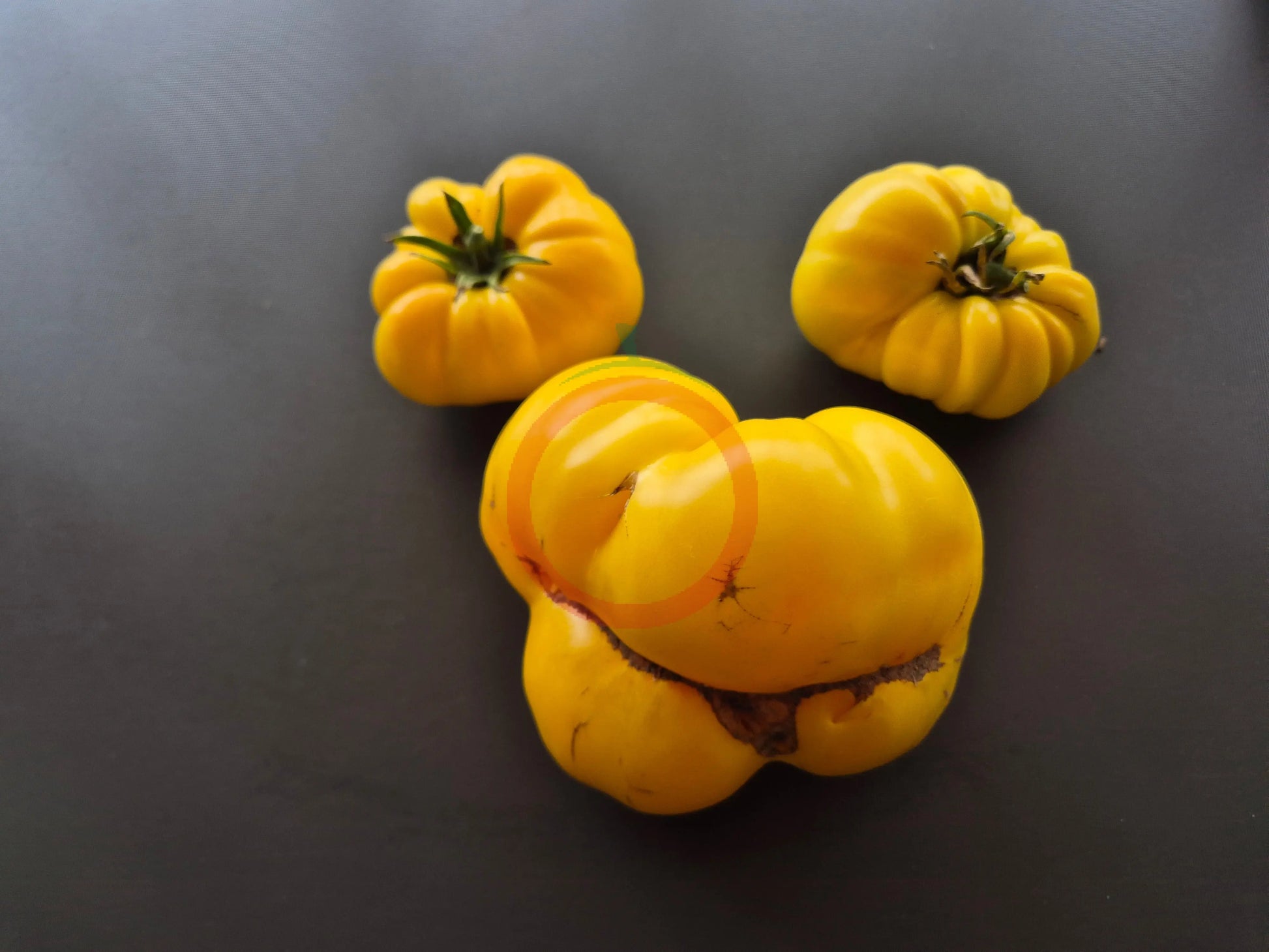 Dixie Golden Giant DER TOMATENFLÜSTERER